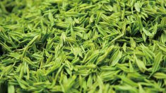  资溪白茶的价格是多少一斤 资溪白茶产品的特点