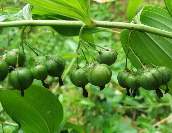  黄精种子多少钱一斤 2020市面上的黄精种子价格详情