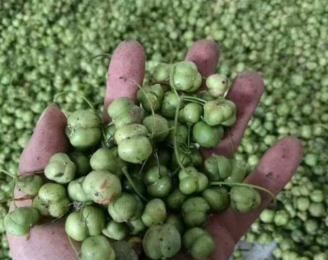  黄精种子多少钱一斤 2020市面上的黄精种子价格详情