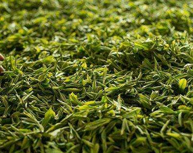  碧螺春属于绿茶吗 碧螺春的产地环境