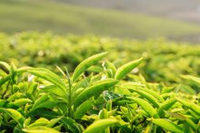  夏天喝绿茶能减肥吗 如何喝绿茶减肥