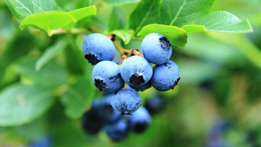  蓝莓怎么做 怎么用蓝莓做美味的食物