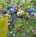  如何区分真假蓝莓干 如何制作干蓝莓