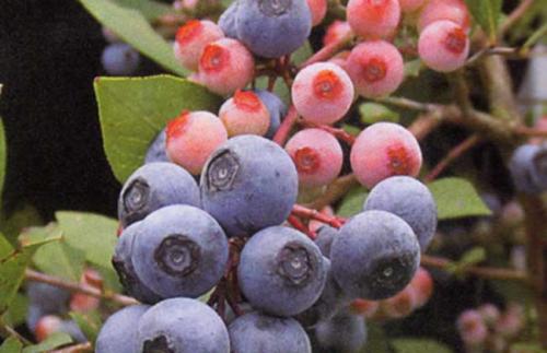  如何区分真假蓝莓干 如何制作干蓝莓