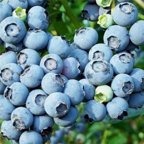  什么时候吃蓝莓干更好 吃蓝莓干要分季节吗