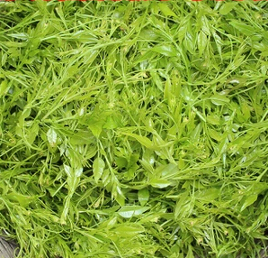  藤茶的功效和作用 藤茶的功效和作用是什么