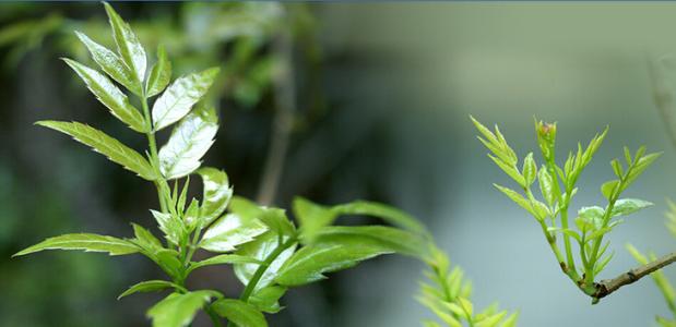  藤茶的功效和作用 藤茶的功效和作用是什么