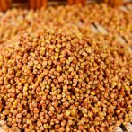  苦荞茶的功效功能及食用方法 苦荞的饮茶禁忌