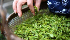  明前茶多少钱一斤 2020明前茶的最新价格报价详情