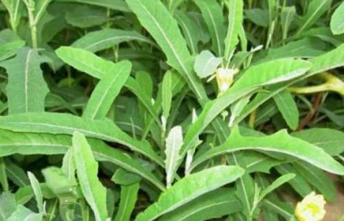  长期饮用苦菜茶有副作用吗 长期饮用苦菜茶的危害