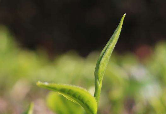  绿茶的营养成分有哪些 绿茶适合什么季节饮用 绿茶维生素的含量