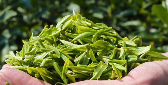  金山翠芽是什么茶 金山翠芽适宜人群 喝金山翠芽茶应注意的事项