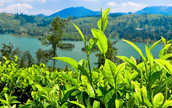  如何识别绿茶是否变质 喝变质绿茶有什么危害 坏的绿茶是什么样子