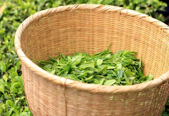  饮用茅山青峰的注意事项与禁忌 茅山青峰能减肥吗