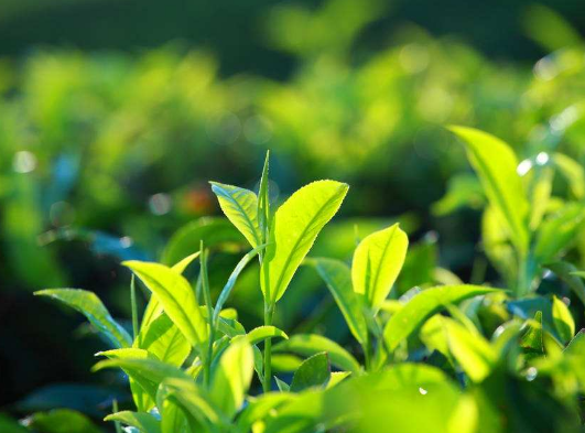  雨花茶属于绿茶吗 雨花茶的制作工艺与特点