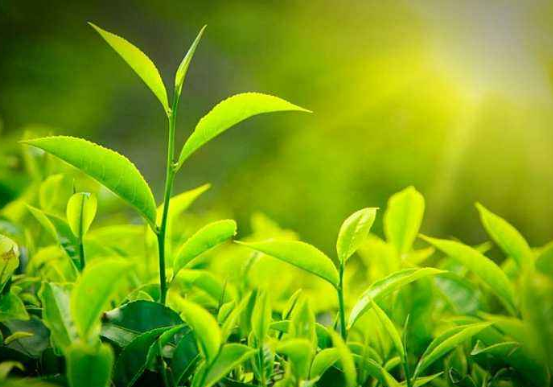  黄山毛峰属于什么茶 黄山毛峰茶的功效 黄山毛峰茶有止血止痛和预防感冒作用