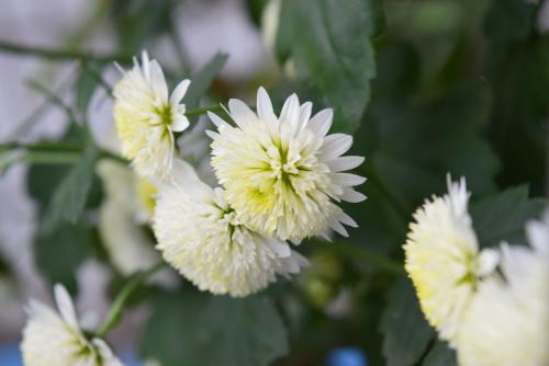  贡菊花的栽培方法 贡菊花的注意事项