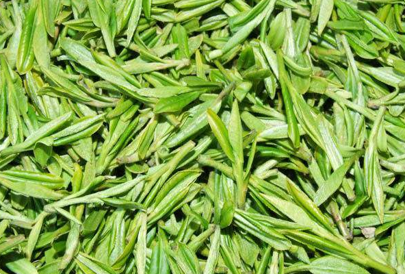  喝绿茶有什么好处 绿茶可以减肥瘦身吗 绿茶防辐射吗