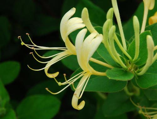  胖大海和金银花哪个能更好的对付咽炎