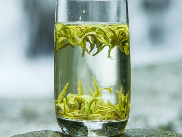  安吉白茶采摘注意事项 安吉白茶是什么茶 什么样的新芽才是好的