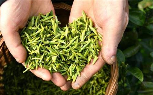  乌牛早茶的采摘时间 乌牛早茶产品的特点