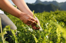  青茶与绿茶的区别 绿茶的加工工艺