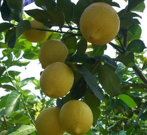  如何做柠檬茶好喝 柠檬茶的做法