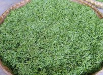  喝毛尖的新茶时会有上火的感觉