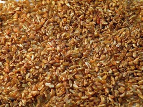  苦荞茶可以减肥吗 长期饮用苦荞茶能减肥吗