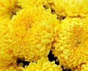  黄菊花的功效和作用 黄菊花也是不错的观赏花