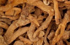  中药黄精的四种食用成分可以治疗疾病