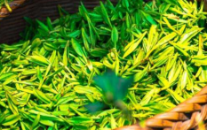  绿茶的功效与作用 绿茶可以降低血压和预防感冒吗