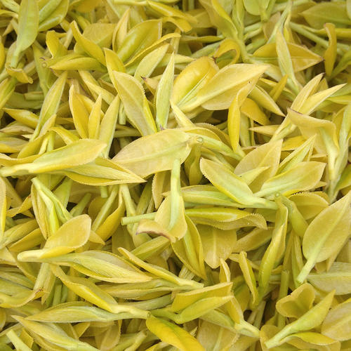  黄金芽茶的功效、黄金芽茶功能及禁忌