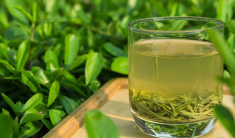  绿茶的功效与好处 喝绿茶能延缓衰老 抑制心血管疾病 抗病毒