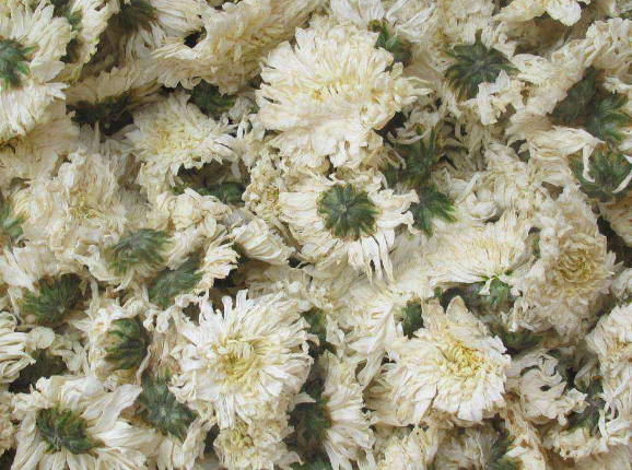  野菊花的功效与作用 喝野菊花能抗菌抗炎和抗病毒 野菊花的禁忌