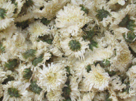  野菊花的功效与作用 喝野菊花能抗菌抗炎和抗病毒 野菊花的禁忌