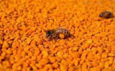 <b> 茶花粉的功能及禁忌 茶花粉需要注意的禁忌有哪些</b>