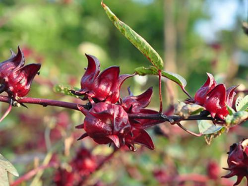  洛神花茶的作用 洛神花茶功能是什么
