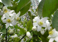  代代花的主要功效有哪些 代代花的药理作用 吃代代花的注意事项