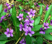  苦地丁的功效与作用 苦地丁的营养价值 苦地丁能清热解毒消肿止痛吗