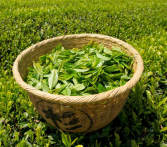 茶叶品种有哪些 白茶属于六大茶叶其中一种吗