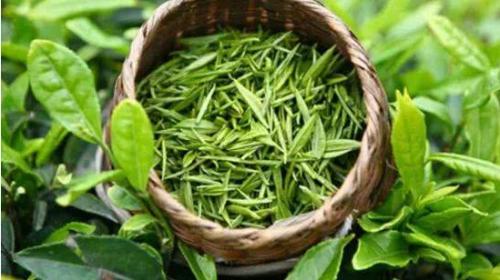  绿茶和普洱茶哪个减肥效果好 喝茶减肥必须注意饮食搭配