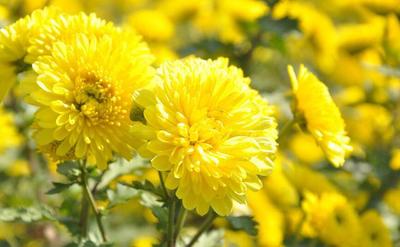  金丝皇菊花茶什么人不适合喝 金丝皇菊花茶有禁忌群体吗