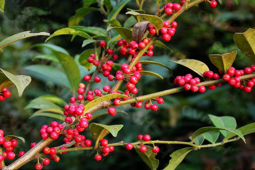  毛冬青茶的功效和功能 毛冬青具有消炎 杀菌 抗病毒的功效