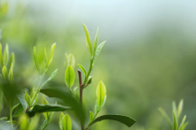  明前茶什么意思 有关明前茶的知识详细介绍