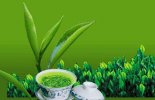  龙井茶属于绿茶吗 西湖龙井茶的四步鉴别法