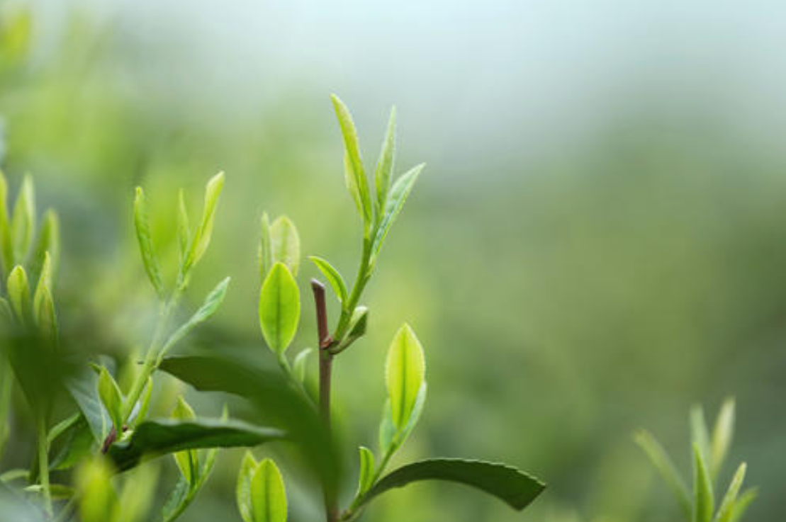  雨前茶和明前茶是什么 明前茶和雨前茶哪个好 有什么区别