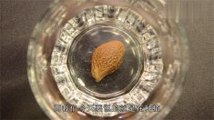  胖大海功效与禁忌有哪些？喝胖大海的注意事项及其功效