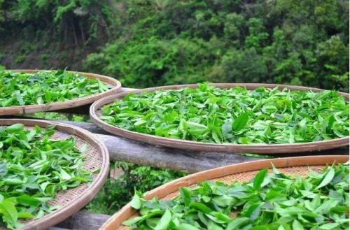  龙井茶分几种 龙井茶的种类及种植区等级分类介绍