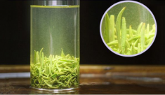 <b> 西湖龙井茶的功效与作用及禁忌有好多种？喝西湖龙井的忌讳</b>